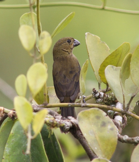 Female Variable Seedeater, identical on both Caribbean and Pacific slopes