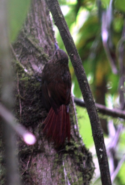 Wedge-billed Woodcreeper