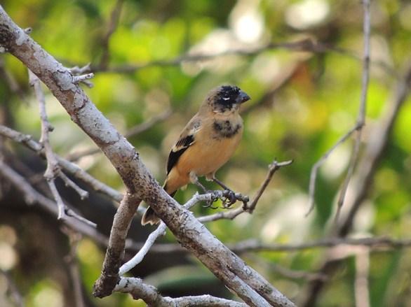Juvenile male White-collared Seedeater