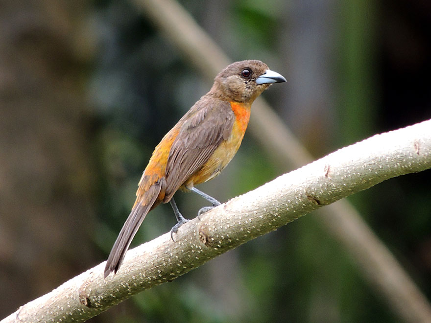 Female Cherrie's Tanager (Ramphocelus costaricensis)