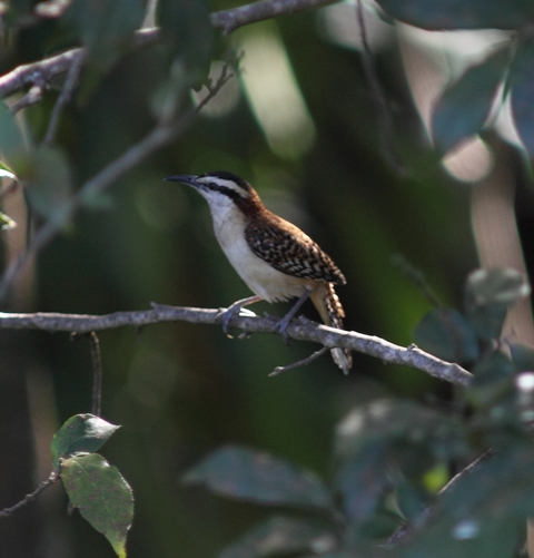 Rufous-naped wren