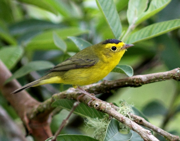 Male Wilson's Warbler in Costa Rica, courtesy of Karel Straatman