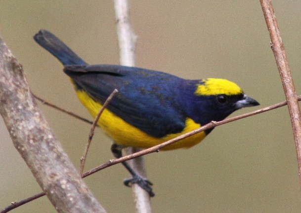 Yellow-crowned euphonia (1)