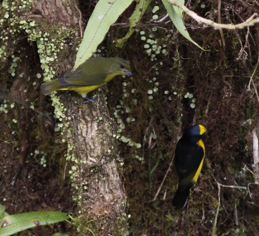 Pair of Yellow-throated Euphonias