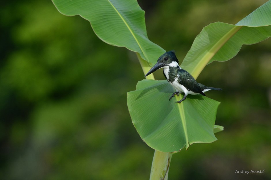 Lots of kingfishers here, up close and in person!