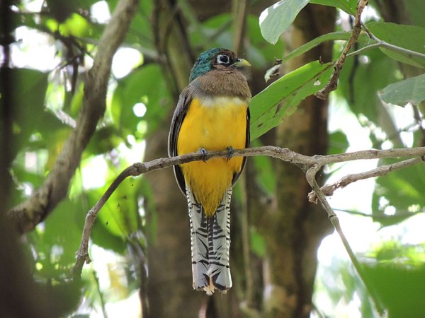 black-throated_trogon_juv_male_B