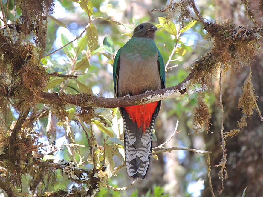 Resplendent Quetzal, female - © Richard Garrigues