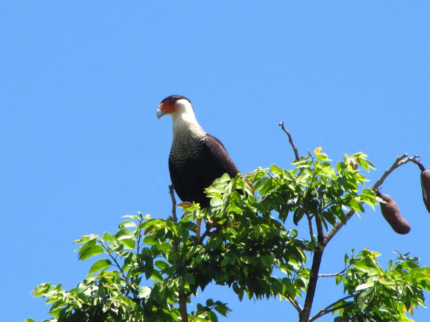 Crested Caracara, courtesy of Pablo Z.