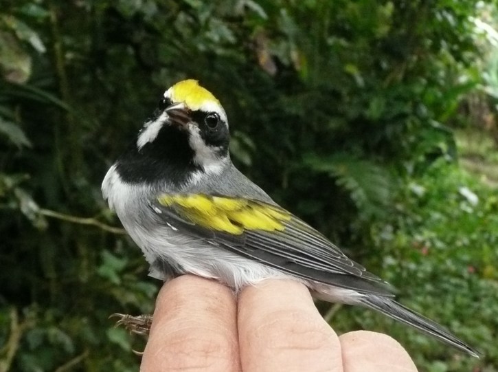 Male Golden-winged Warbler showing black throat patch absent on the Brewster's.