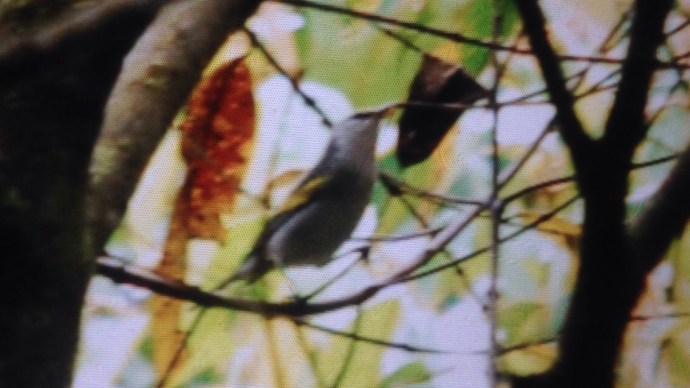We knew it was a Golden-winged Warbler, but an unusual one!