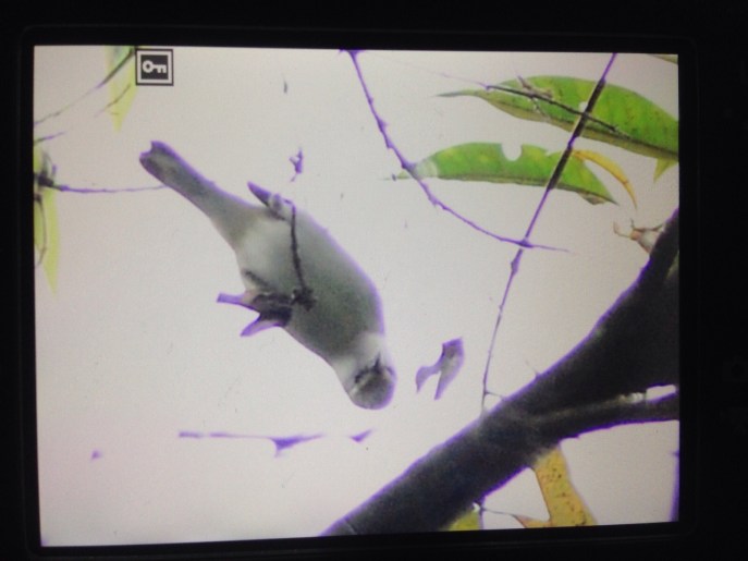 Hello! The Brewster's peers down at us and is recognisable despite the backlighting