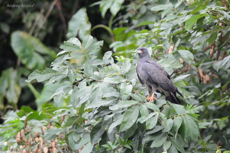 Snail Kite near the Isla Calero, Rio Colorado