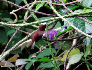 A much sought-after hummer, the aptly named Snowcap