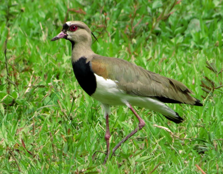 One of a pair of breeding Southern Lapwings at Casa Turire, Turrialba