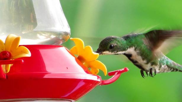 Female Green-breasted Mango at the feeder