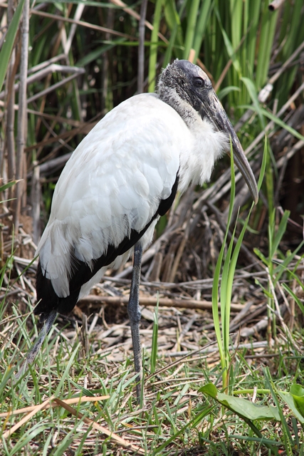 Wood Stork on the ground, this one in Florida.