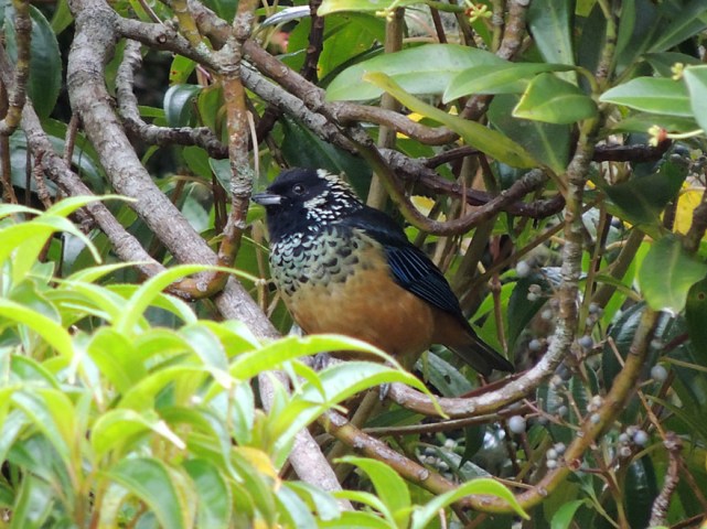 Spangle-cheeked Tanager, a highland species