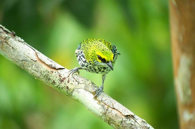 Speckled Tanager, well-named!