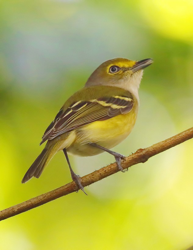 All the area's renowned birders are flocking (ha ha) to the house to see this little beauty.