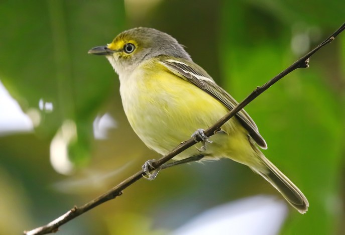 White-eyed Vireo (Vireo griseus), courtesy of Wayne Easley
