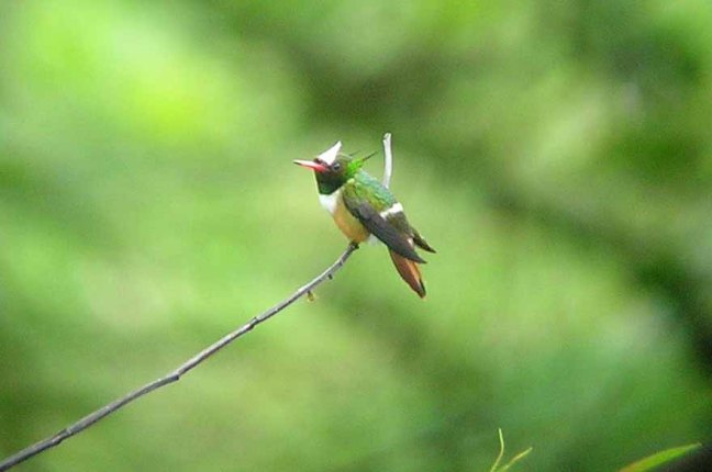 Male White-crested Coquette