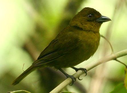 Chlorothraupis_carmioli