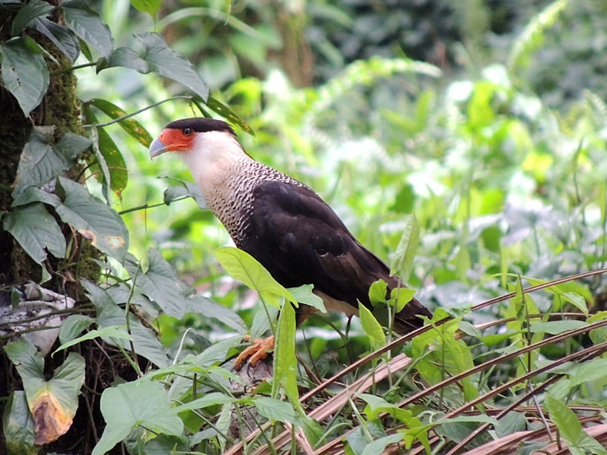 crested_caracara_1_B