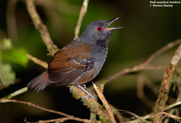 Dull_mantled_Antbird_web1