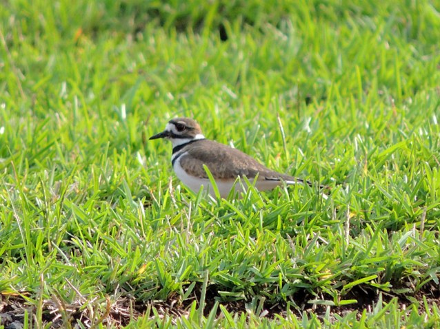 Killdeer in Costa Rica