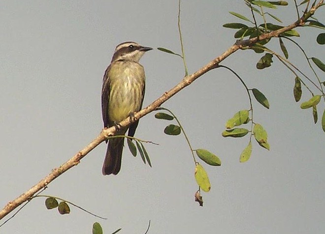 piratic_flycatcher_B