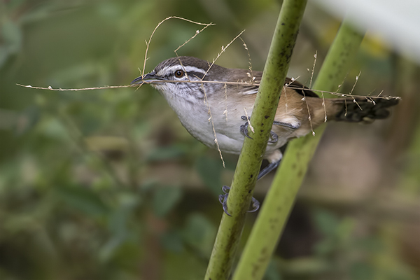 Plain Wren - San Antonio Costa Rica - Jan 2 2016 web  image