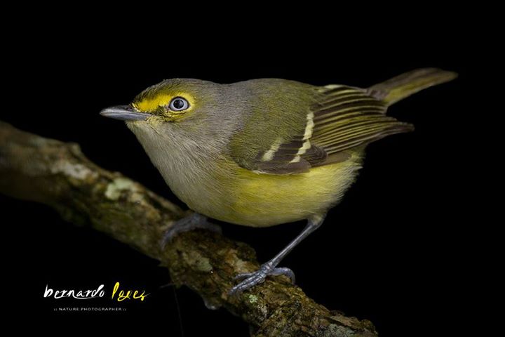 White-eyed VireoBernardo1