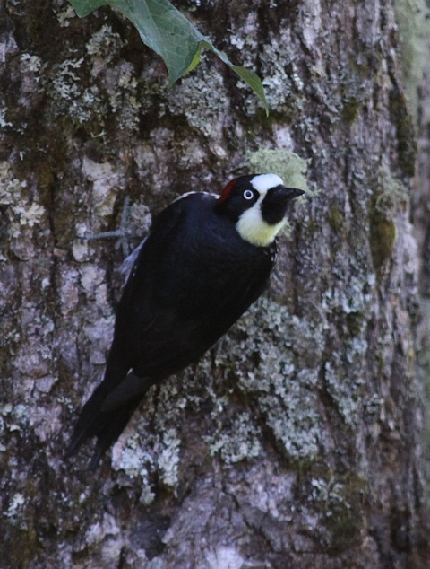 Acorn woodpecker (2).jpg