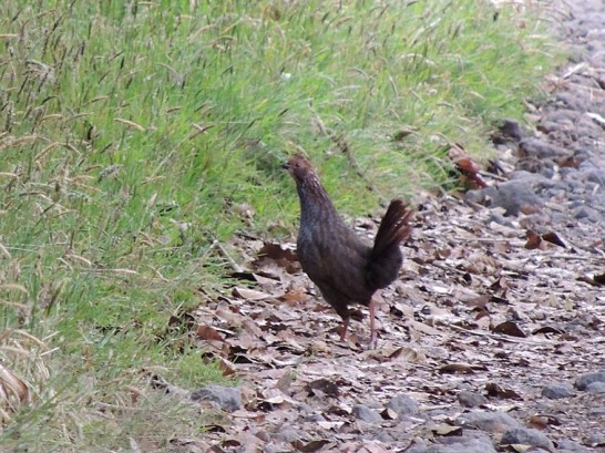 buffy-crowned_wood-partridge_B