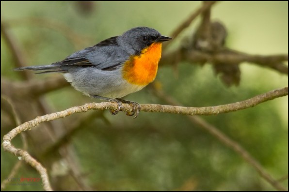 Flame-throated_Warble