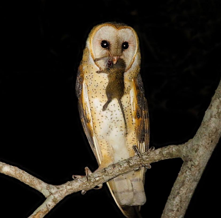 10626566_1033960050002474_423375169815484938_n