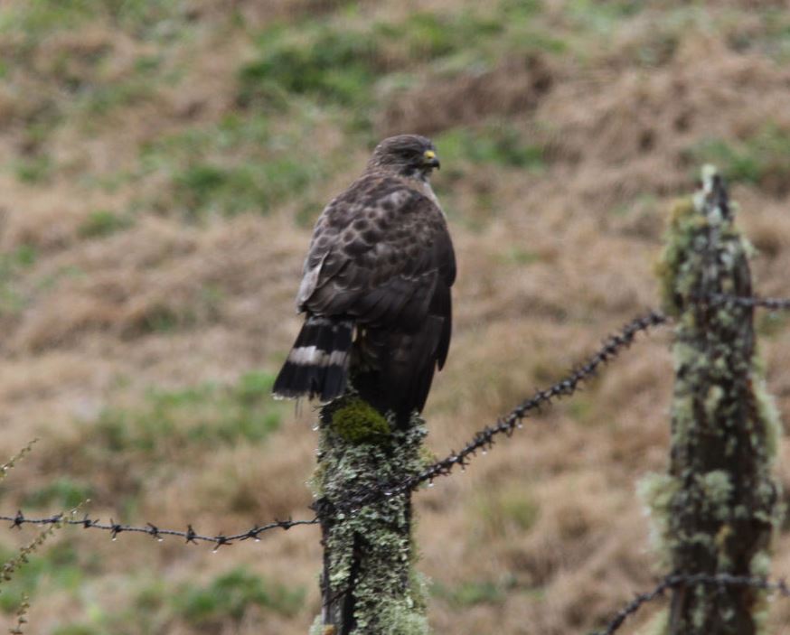 Broad-winged hawk..... (2)