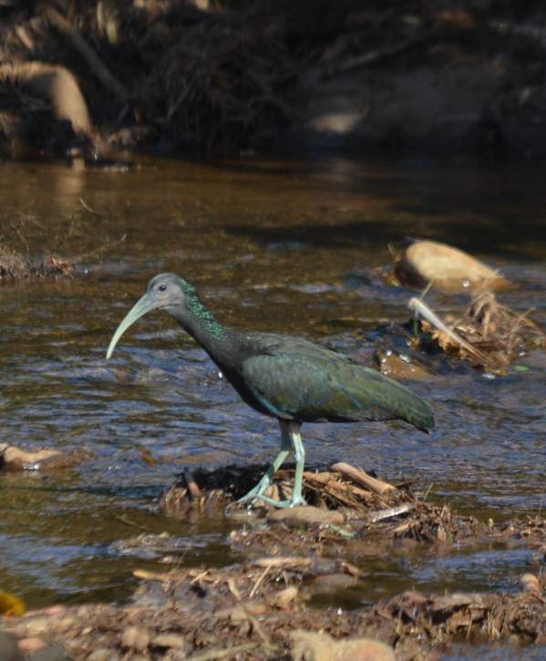 Green Ibis Villa Florencia Larry
