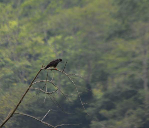 Snail Kite Casa Turire Larry