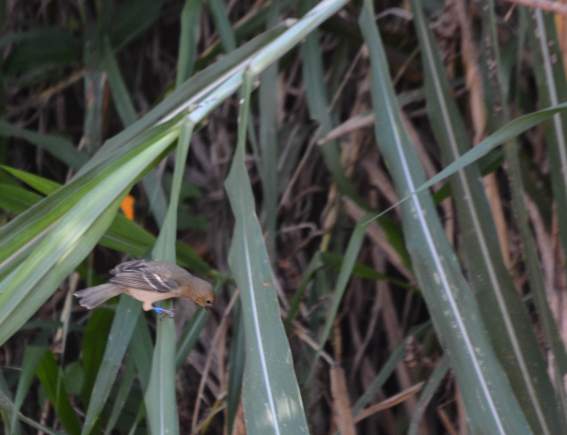 White-collared Seedeater Villa Florencia Larry