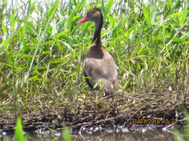 Black-bellied Whistling-Duck Angostura