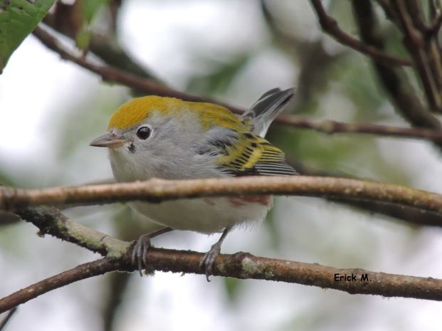 Chestnut-sided Warbler Erick Mora Euphonia