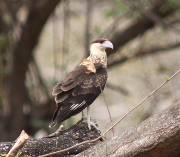 Crested caracara juv. (1)
