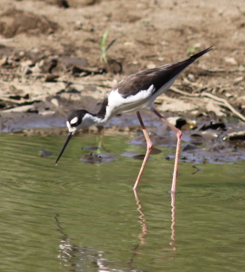 Black-necked stilt (1)