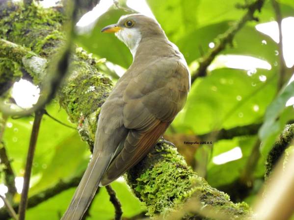 Yellow-billed Cuckoo Luis Abarca Gutiérrez