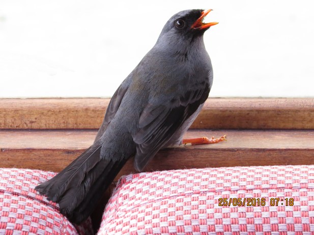 Solitaire, Black faced, Santa Rosa, garden (1)