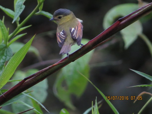 Becard, Barred, Las Abras (2)