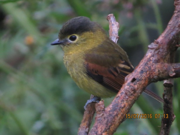 Becard, Barred, Las Abras (5)