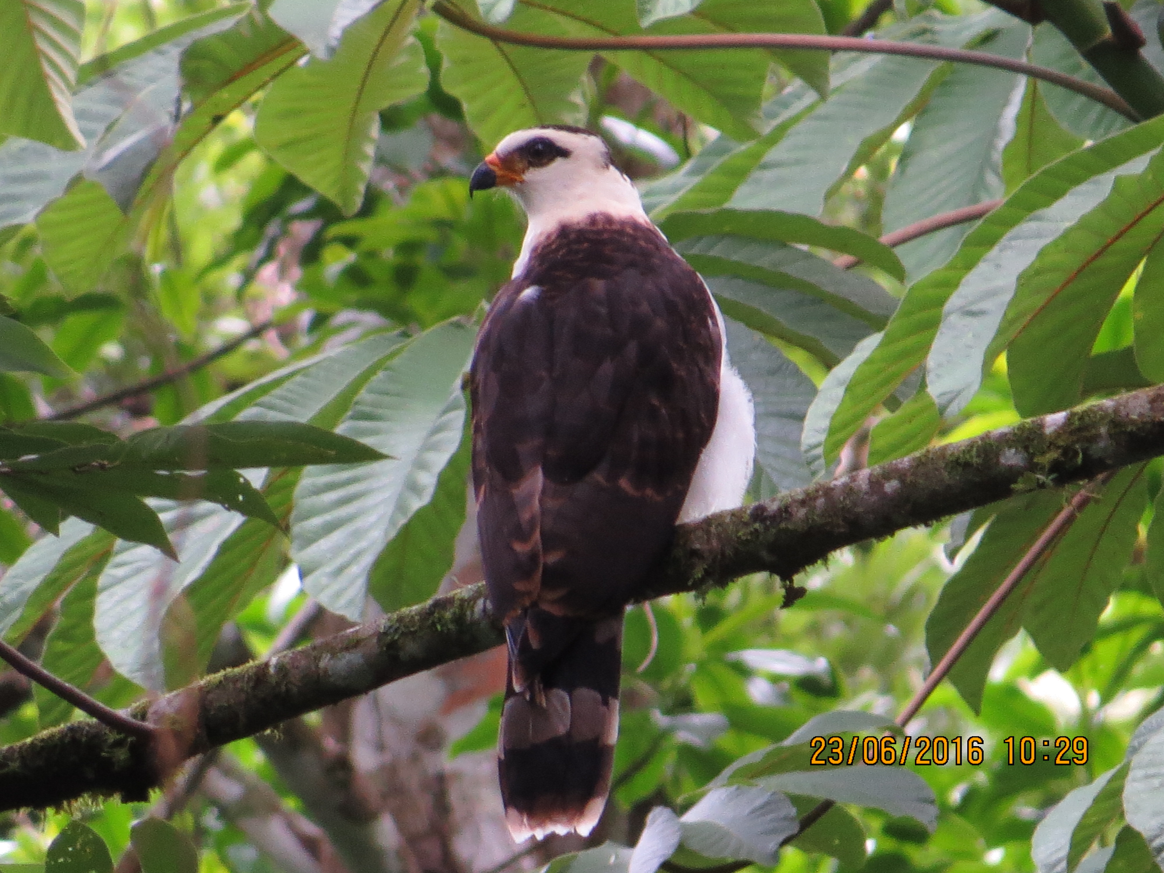 Hawk-Eagle, Black-and White, Bonilla (4)