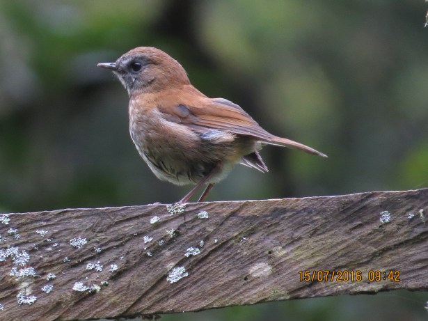 Thrush, Nightingale-, Black-billed, Bajos del Volcan (1)